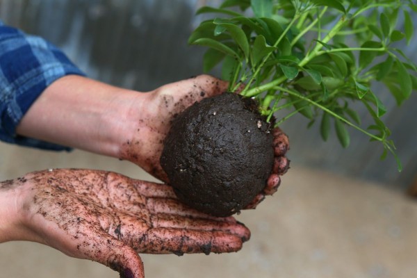 kokedama_Site